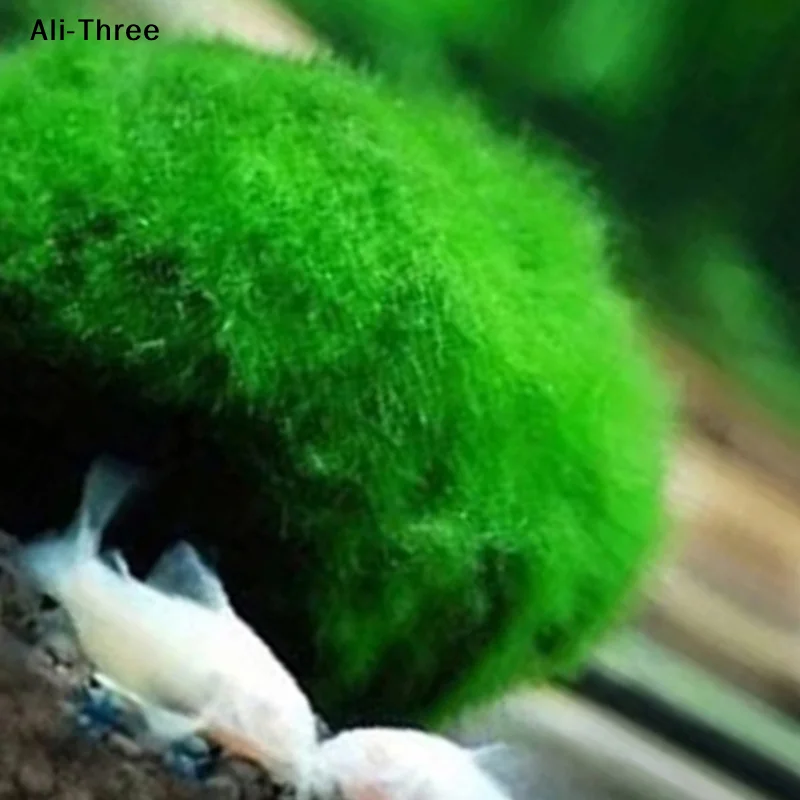1Pcs 3-4cm Moss Balls Live Aqu - đánh giá và giá Aquarium Planted Tank Substrate