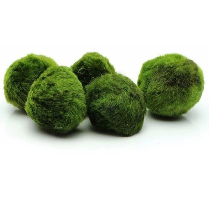 1Pcs 3-4cm Moss Balls Live Aqu - đánh giá và giá Aquarium Planted Tank Substrate