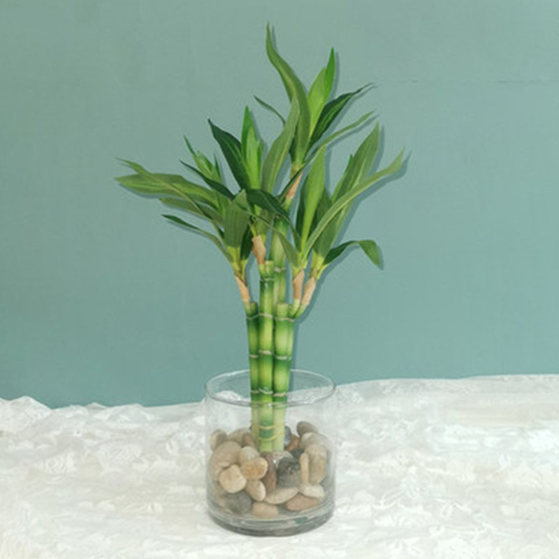 Mới 40Cm RFtificial May Mắn Tr - đánh giá và giá Aquarium Plant Display