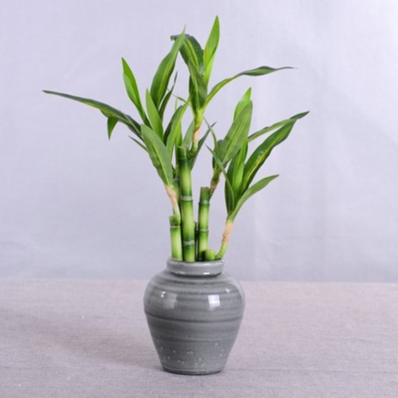 Mới 40Cm RFtificial May Mắn Tr - đánh giá và giá Aquarium Plant Display