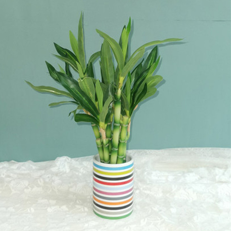 Mới 40Cm RFtificial May Mắn Tr - đánh giá và giá Aquarium Plant Display