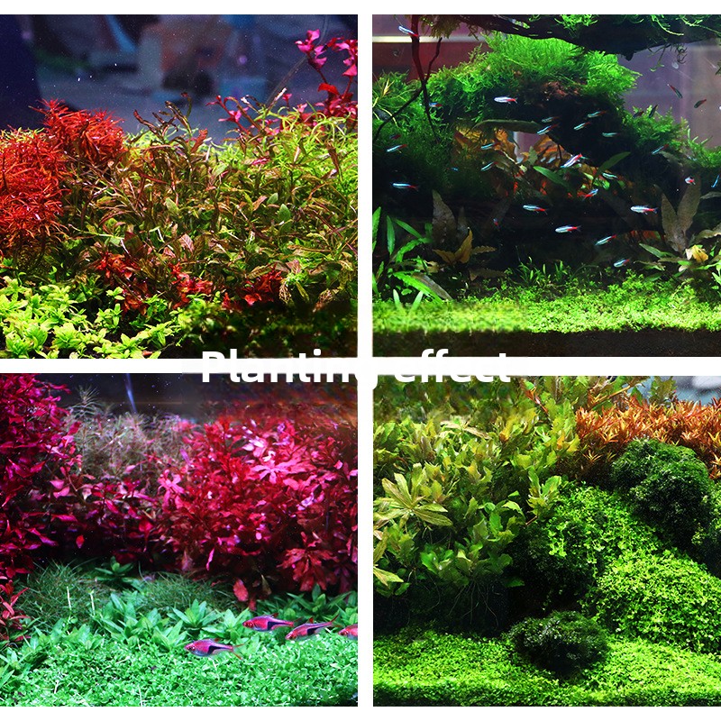 SYSENCIAGA Planted Aquarium Su - đánh giá và giá Aquarium Planted Tank Substrate