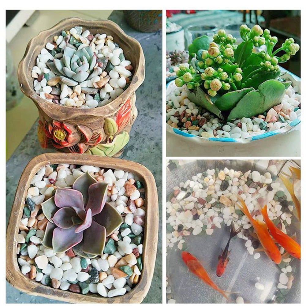 50/Tự Nhiên 100G Tinh Thể Sỏi  - đánh giá và giá Planted Aquarium With Sand