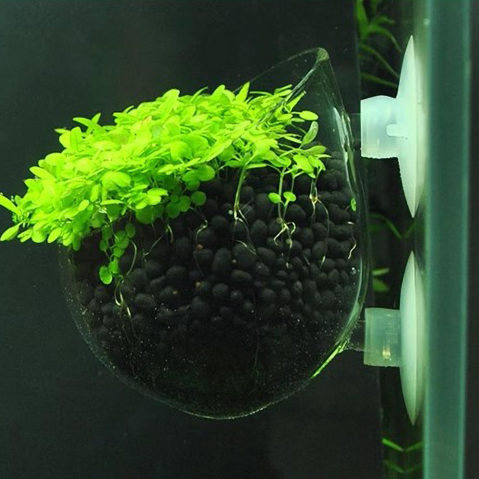 Aquarium Glass Plant Pot with  - đánh giá và giá Aquarium Planted Tank Substrate