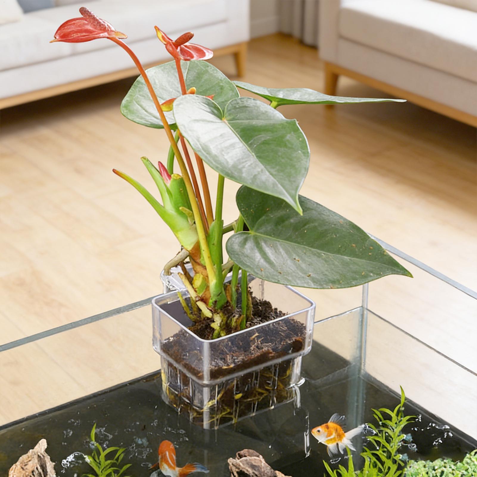Transparent Hangable Aquarium  - đánh giá và giá Planted Aquarium Kit