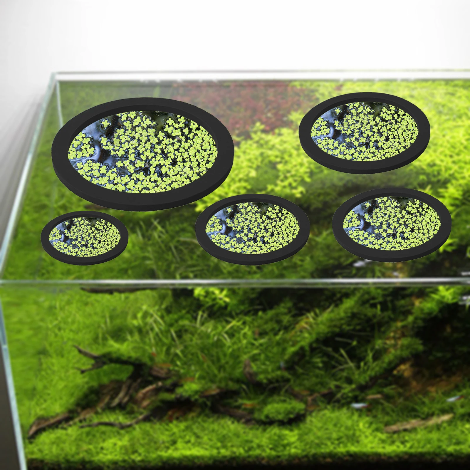 5Pcs EVA Fish Feeding Ring Aqu - đánh giá và giá Aquarium Plants Book