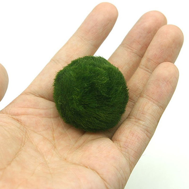 Marimo Moss Balls Live Aquariu - đánh giá và giá Aquarium Planted Tank Substrate