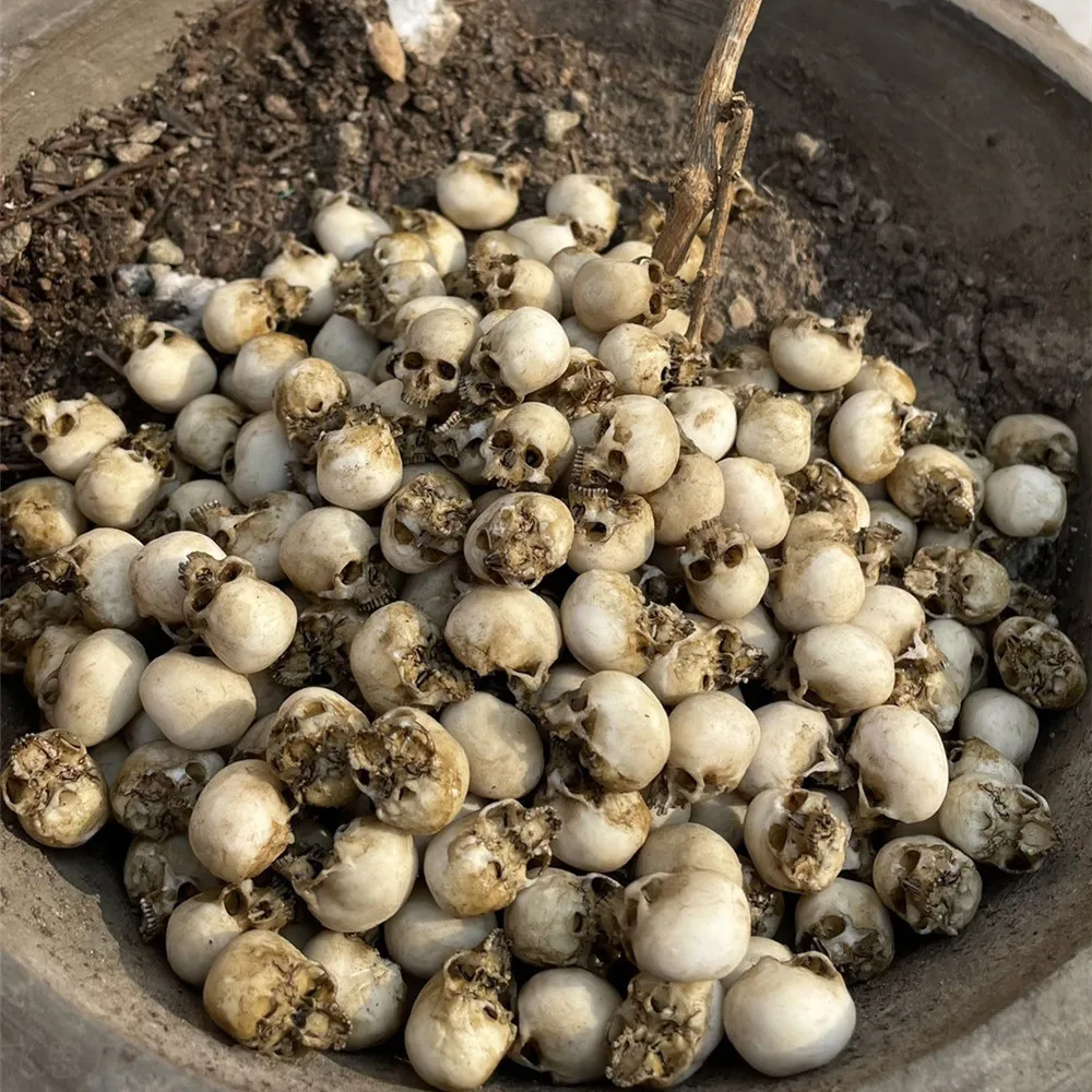 Mini Skull High Quality Miniat - đánh giá và giá Aquarium Plants Book