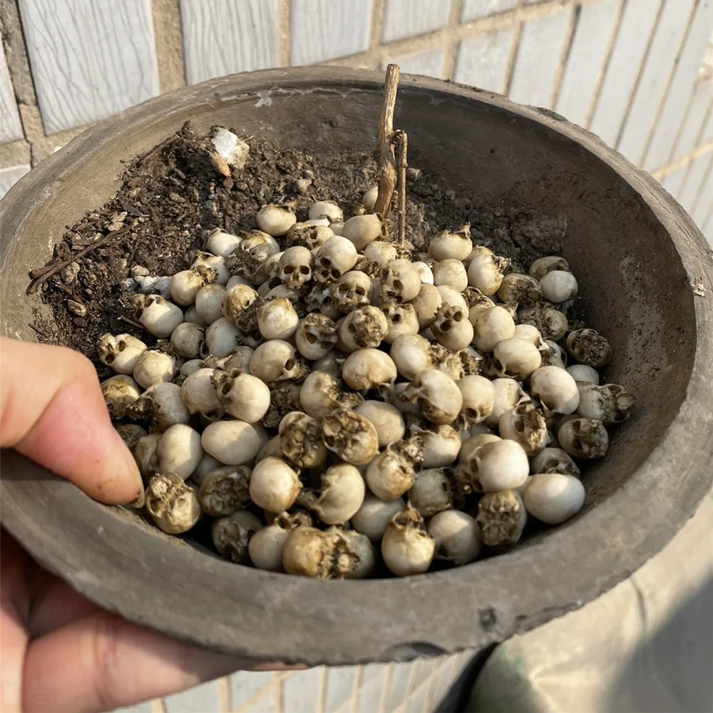 Mini Skull High Quality Miniat - đánh giá và giá Aquarium Plants Book