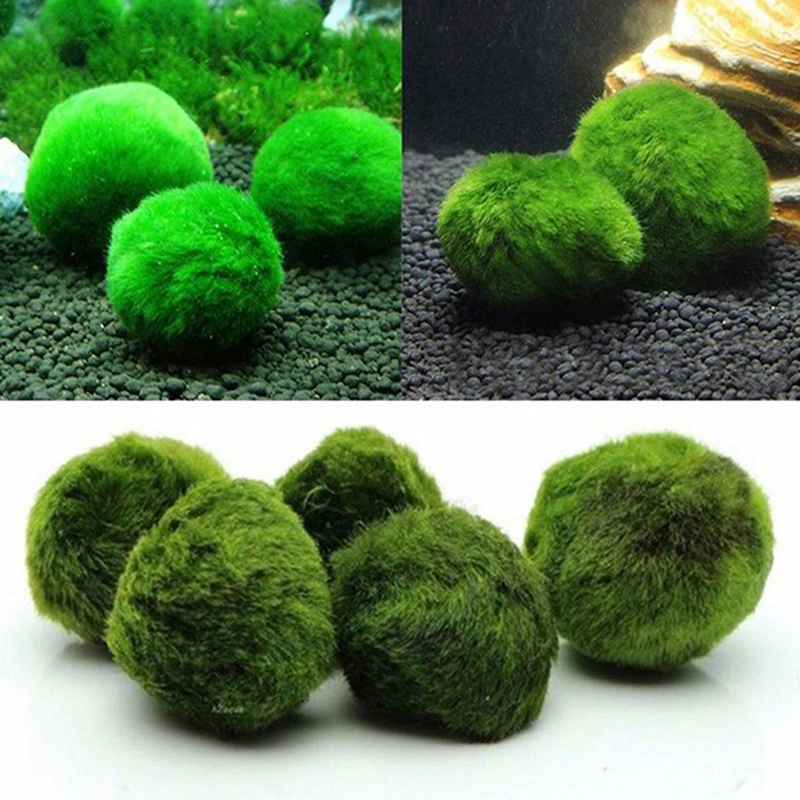 Live Marimo Moss Balls 3-4cm G - đánh giá và giá Aquarium Planted Tank Substrate
