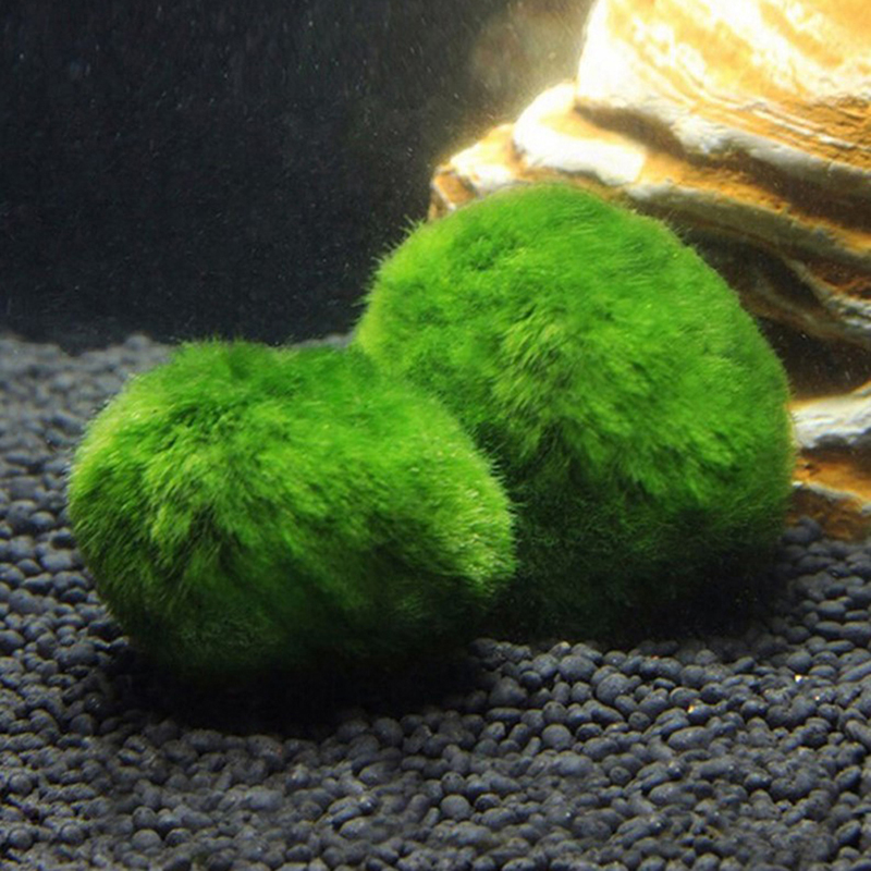 Live Marimo Moss Balls 3-4cm G - đánh giá và giá Aquarium Planted Tank Substrate