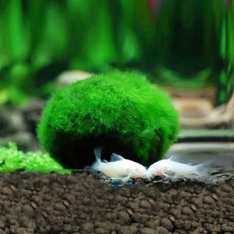 Live Marimo Moss Balls 3-4cm G - đánh giá và giá Aquarium Planted Tank Substrate
