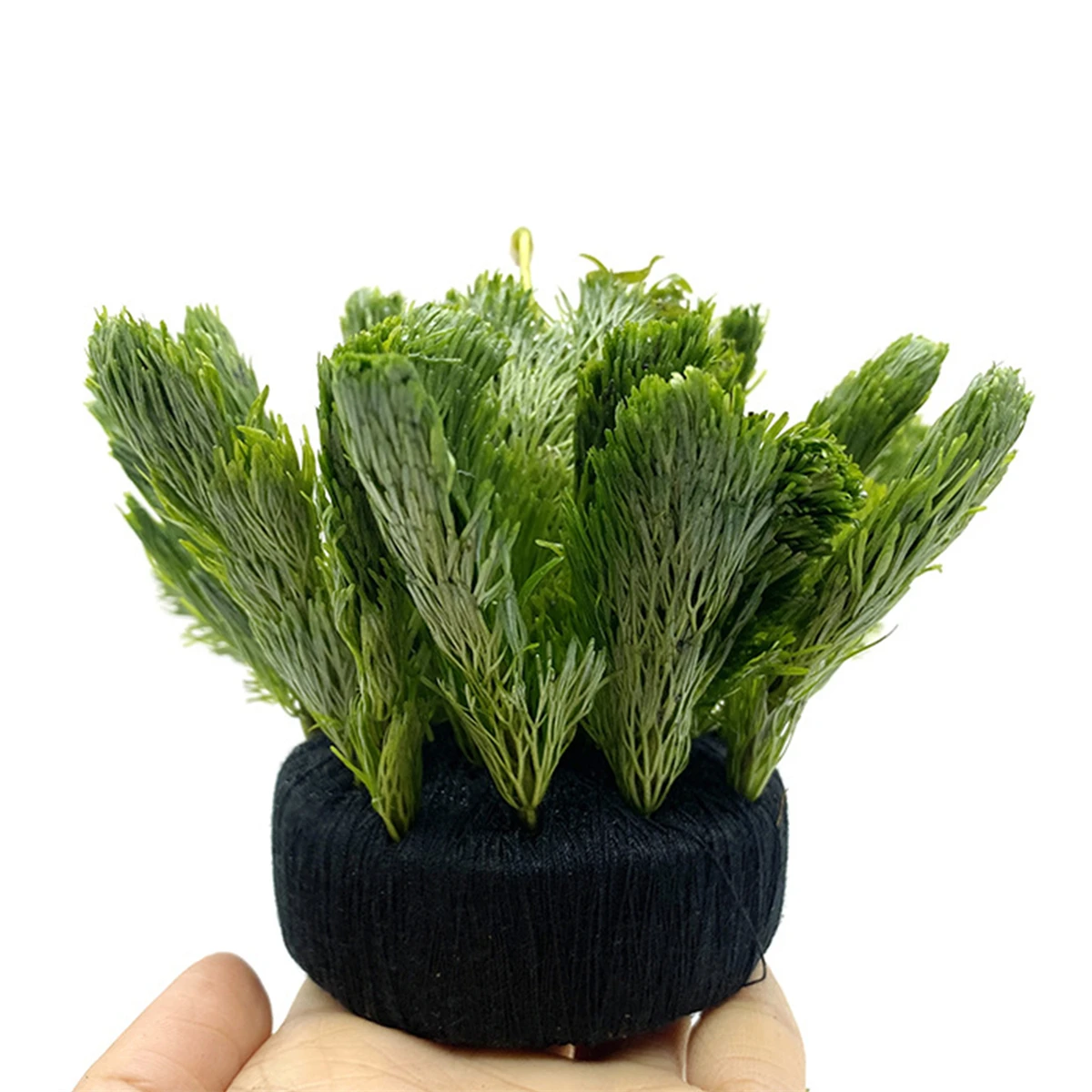 5Pcs Black Fish Tank Water Gra - đánh giá và giá Aquarium Planted Tank Substrate